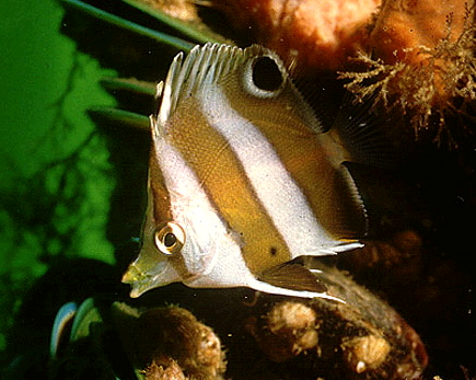  Chaetodon modestus (Brown-banded Butterflyfish)